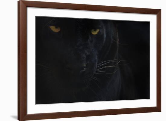 Close Up Head Portrait Of Melanistic - Black Leopard (Panthera Pardus) Captive-Edwin Giesbers-Framed Photographic Print