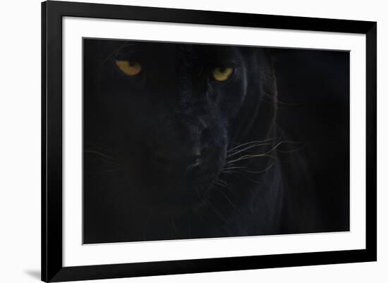 Close Up Head Portrait Of Melanistic - Black Leopard (Panthera Pardus) Captive-Edwin Giesbers-Framed Photographic Print