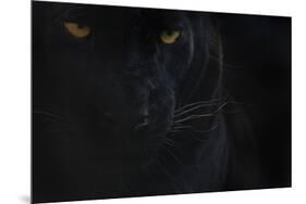 Close Up Head Portrait Of Melanistic - Black Leopard (Panthera Pardus) Captive-Edwin Giesbers-Mounted Photographic Print