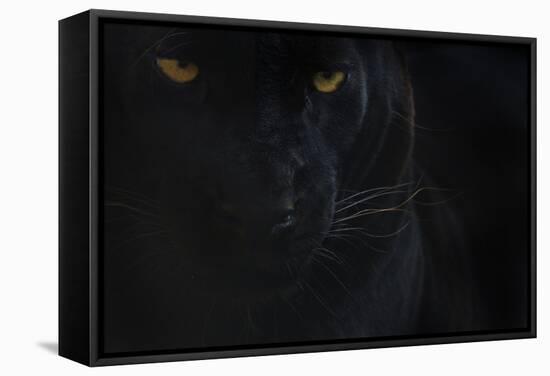 Close Up Head Portrait Of Melanistic - Black Leopard (Panthera Pardus) Captive-Edwin Giesbers-Framed Stretched Canvas