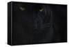 Close Up Head Portrait Of Melanistic - Black Leopard (Panthera Pardus) Captive-Edwin Giesbers-Framed Stretched Canvas