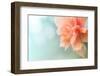Close up Hibiscus Flower in Soft Focus.Orange Hibiscus Flower also known as Jane Cowl Tropical Hibi-null-Framed Photographic Print