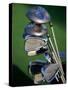 Close-up Image of Golf Clubs-null-Stretched Canvas