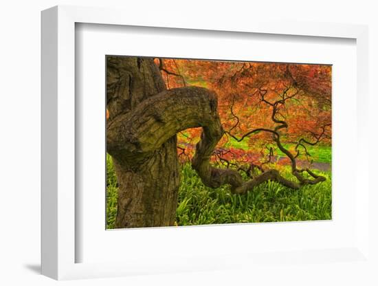 Close-Up Japanese Maple Tree, Winterthur Gardens, Delaware, USA-null-Framed Photographic Print