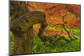 Close-Up Japanese Maple Tree, Winterthur Gardens, Delaware, USA-null-Mounted Photographic Print