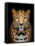 Close-Up Leopard Portrait on Dark Background-Volodymyr Burdiak-Framed Stretched Canvas