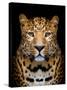 Close-Up Leopard Portrait on Dark Background-Volodymyr Burdiak-Stretched Canvas