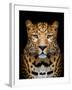 Close-Up Leopard Portrait on Dark Background-Volodymyr Burdiak-Framed Photographic Print