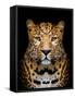 Close-Up Leopard Portrait on Dark Background-Volodymyr Burdiak-Framed Stretched Canvas