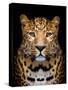 Close-Up Leopard Portrait on Dark Background-Volodymyr Burdiak-Stretched Canvas