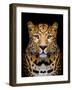 Close-Up Leopard Portrait on Dark Background-Volodymyr Burdiak-Framed Photographic Print