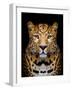 Close-Up Leopard Portrait on Dark Background-Volodymyr Burdiak-Framed Photographic Print