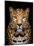 Close-Up Leopard Portrait on Dark Background-Volodymyr Burdiak-Mounted Photographic Print