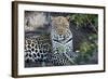 Close Up Leopard Portrait Sitting-Sheila Haddad-Framed Photographic Print