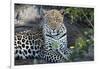 Close Up Leopard Portrait Sitting-Sheila Haddad-Framed Photographic Print