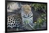 Close Up Leopard Portrait Sitting-Sheila Haddad-Framed Photographic Print