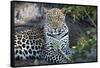 Close Up Leopard Portrait Sitting-Sheila Haddad-Framed Stretched Canvas