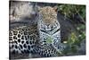 Close Up Leopard Portrait Sitting-Sheila Haddad-Stretched Canvas