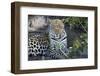 Close Up Leopard Portrait Sitting-Sheila Haddad-Framed Photographic Print