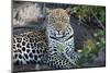 Close Up Leopard Portrait Sitting-Sheila Haddad-Mounted Photographic Print