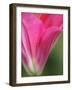 Close up, Lily-Katano Nicole-Framed Photo