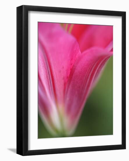 Close up, Lily-Katano Nicole-Framed Photo