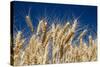 Close up Look at Harvest Wheat and Blue Sky-Terry Eggers-Stretched Canvas