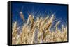 Close up Look at Harvest Wheat and Blue Sky-Terry Eggers-Framed Stretched Canvas