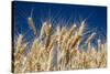 Close up Look at Harvest Wheat and Blue Sky-Terry Eggers-Stretched Canvas