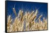 Close up Look at Harvest Wheat and Blue Sky-Terry Eggers-Framed Stretched Canvas