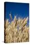 Close up Look at Harvest Wheat and Blue Sky-Terry Eggers-Stretched Canvas