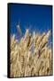 Close up Look at Harvest Wheat and Blue Sky-Terry Eggers-Framed Stretched Canvas