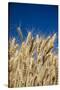 Close up Look at Harvest Wheat and Blue Sky-Terry Eggers-Stretched Canvas