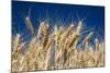 Close up Look at Harvest Wheat and Blue Sky-Terry Eggers-Mounted Photographic Print