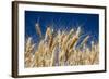 Close up Look at Harvest Wheat and Blue Sky-Terry Eggers-Framed Photographic Print