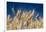 Close up Look at Harvest Wheat and Blue Sky-Terry Eggers-Framed Photographic Print