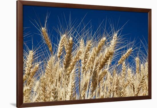 Close up Look at Harvest Wheat and Blue Sky-Terry Eggers-Framed Photographic Print