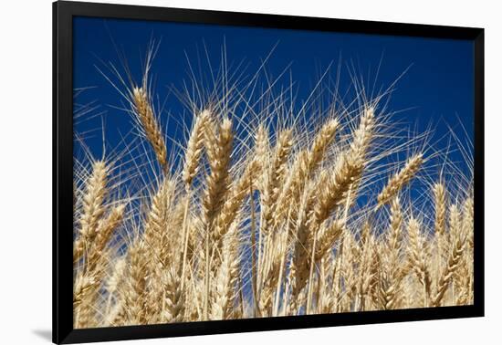 Close up Look at Harvest Wheat and Blue Sky-Terry Eggers-Framed Photographic Print