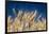 Close up Look at Harvest Wheat and Blue Sky-Terry Eggers-Framed Photographic Print