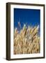 Close up Look at Harvest Wheat and Blue Sky-Terry Eggers-Framed Photographic Print