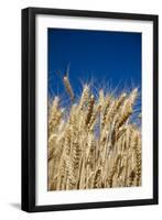 Close up Look at Harvest Wheat and Blue Sky-Terry Eggers-Framed Photographic Print