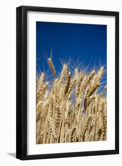 Close up Look at Harvest Wheat and Blue Sky-Terry Eggers-Framed Photographic Print