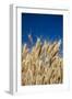 Close up Look at Harvest Wheat and Blue Sky-Terry Eggers-Framed Photographic Print