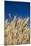 Close up Look at Harvest Wheat and Blue Sky-Terry Eggers-Mounted Photographic Print