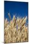 Close up Look at Harvest Wheat and Blue Sky-Terry Eggers-Mounted Photographic Print