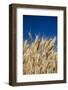 Close up Look at Harvest Wheat and Blue Sky-Terry Eggers-Framed Photographic Print