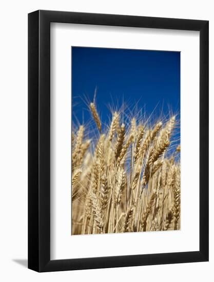 Close up Look at Harvest Wheat and Blue Sky-Terry Eggers-Framed Photographic Print