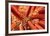 Close up look between the spines of a Slate pencil sea urchin-David Fleetham-Framed Photographic Print