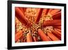 Close up look between the spines of a Slate pencil sea urchin-David Fleetham-Framed Photographic Print