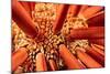 Close up look between the spines of a Slate pencil sea urchin-David Fleetham-Mounted Photographic Print